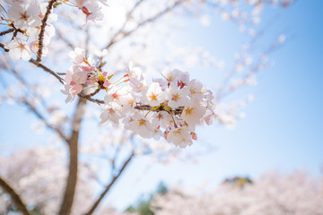 桜