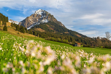Rubihorn - Allgäu - Frühling - Blumen - Stadel
