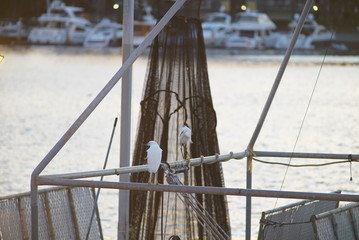 FISHERMEN TOWN BIRDS IN SUNSET