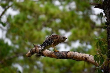 Hawk