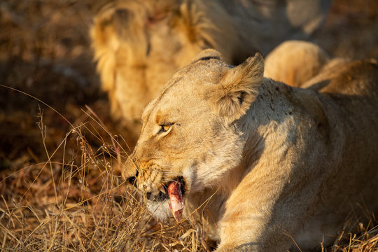 Young male lions with their sister finishing up a kill they stole from their mother.