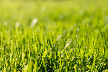 green grass with water drops