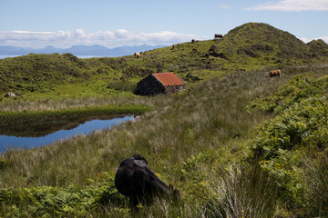 Pastoral landscape with cows eating fresh grass and the ocean in the distance 