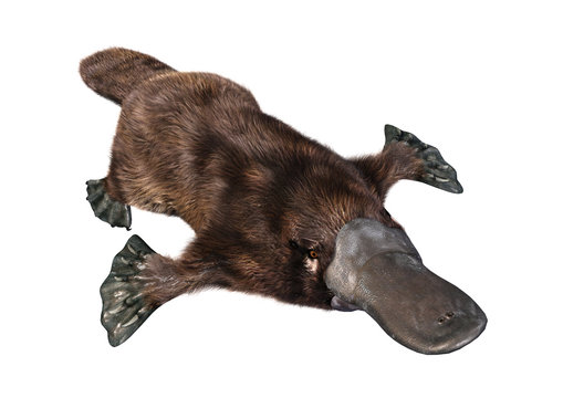 8x10 GLOSSY Photo Picture IMAGE #4 Duck Billed Platypus 8 x 10