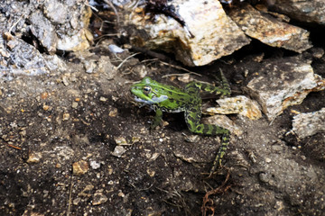 Common frog in a water pond