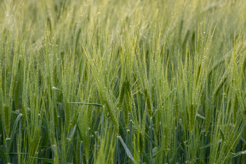 Field of wheat. Wheat Field Moved by Summer Wind