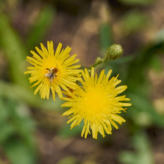 Abeille sur une fleur de pissenlit .