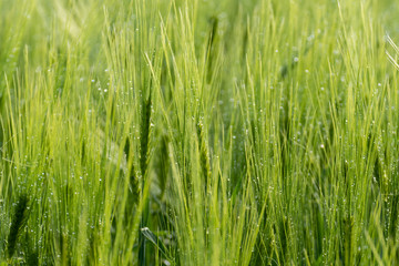 Obraz na płótnie Canvas Field of wheat. Wheat Field Moved by Summer Wind