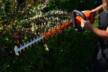 Akku-Heckenschere bei der Arbeit an einer Berberitzen-Hecke