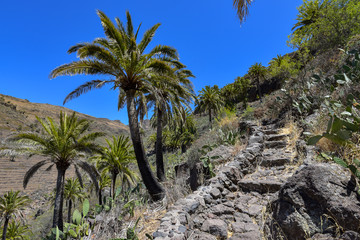 Fototapeta na wymiar Wanderweg mit Palmen auf der Insel La Gomera