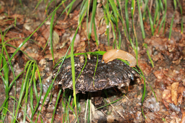 brown mushroom in the forest, on the hat of which slug the slug