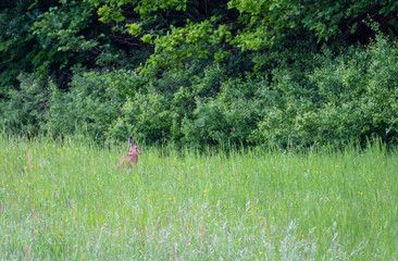 Rabbit in the field. Brown hare, Lepus europaeus,