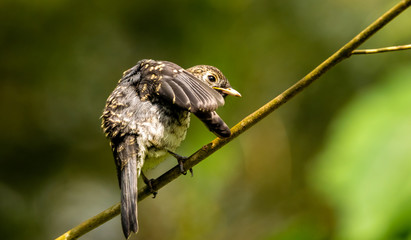 Ochre Breasted Antpitta perched on a branch with its wing spreadout