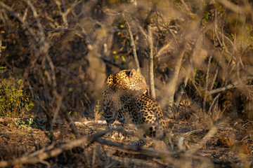 Young female leopard stalking and hunting a little scrub hare then feeding on it. l