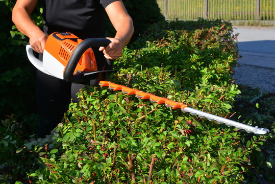 Akku-Heckenschere bei der Arbeit an einer Berberitzen-Hecke