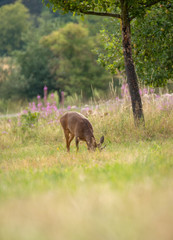 Deer in the grass of the forest. Roe deer chewing green leaves