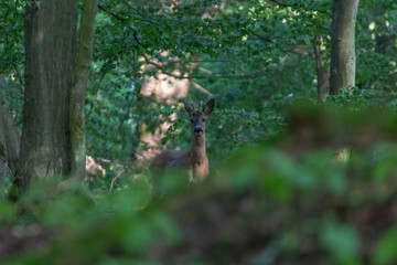 Deer in the forest. Deer in the forest looking into the camera