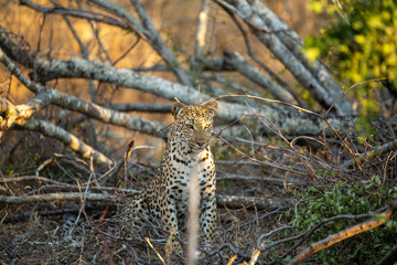 Young female leopard stalking and hunting a little scrub hare then feeding on it. l