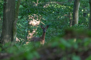 Deer in the forest. Deer in the forest looking into the camera