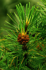 Naklejka na ściany i meble Flowering branches of pine, with cones and green needles on a blurred natural background, copy space, close-up,