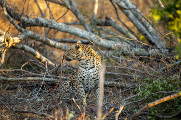 Young female leopard stalking and hunting a little scrub hare then feeding on it. l