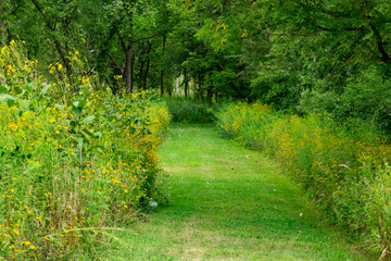 Yellow Flowers along a Grass Trail in the Forest at the Sagawau Environmental Learning Center