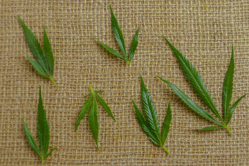 Green hemp leaves on sackcloth background