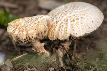mushroom in the forest. close up