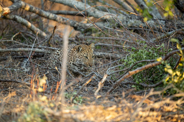 Naklejka na ściany i meble Young female leopard stalking and hunting a little scrub hare then feeding on it. l