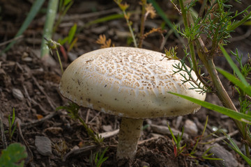 mushroom in the forest. close up