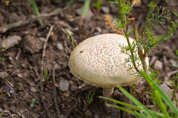mushroom in the forest. close up