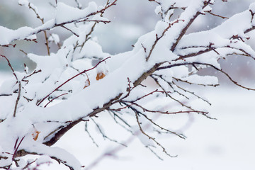 The tree branch is covered with a thick layer of snow_