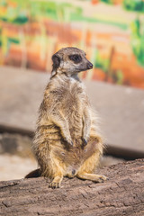 Meerkat sits on tree trunk on blurred background_