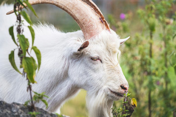 White goat with big horns on pasture among wildlife_