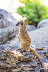 The meerkat sits on a pebble and looks into the distance_