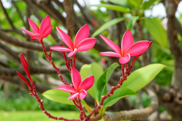 Pink plumeria on the plumeria tree, frangipani tropical flowers.