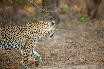 Young female leopard stalking and hunting a little scrub hare then feeding on it. l