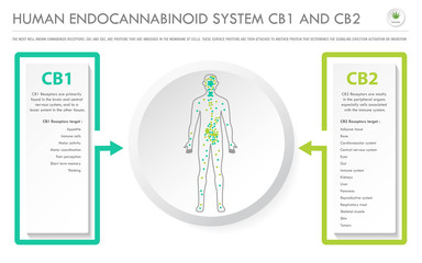 Human Endocannabinoid System CB1 and CB2 horizontal business infographic illustration about cannabis as herbal alternative medicine and chemical therapy, healthcare and medical science vector.