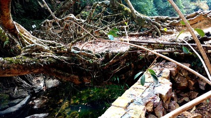 a root bridge is over the flowing small river