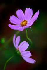 Fototapeta premium pink cosmos flower in summer garden