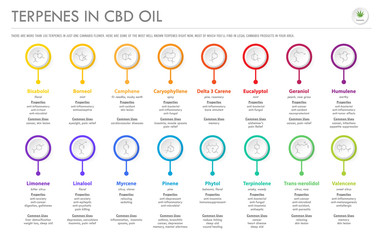 Terpenes in CBD Oil with Structural Formulas horizontal business infographic illustration about cannabis as herbal alternative medicine and chemical therapy, healthcare and medical science vector. - obrazy, fototapety, plakaty
