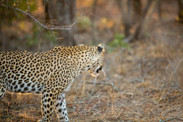 Fototapeta na wymiar Young female leopard stalking and hunting a little scrub hare then feeding on it. l