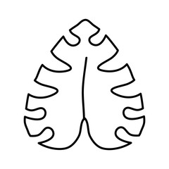 exotic and tropical leaf plant