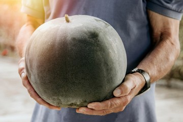 hands of the farmer with the harvest watermelon in the hands
