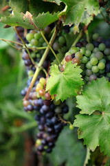 green grapes in summer garden