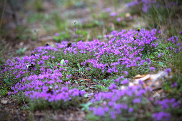 Thyme blooms beautifully in the forest with bumblebees on the flowers. Thymus serpyllum.