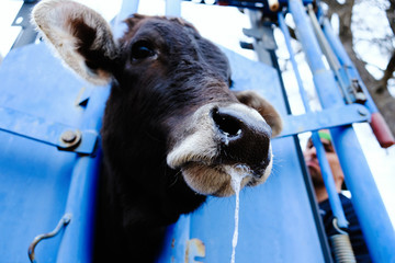 Calf in head catch for vaccination, beef farm agriculture concept.
