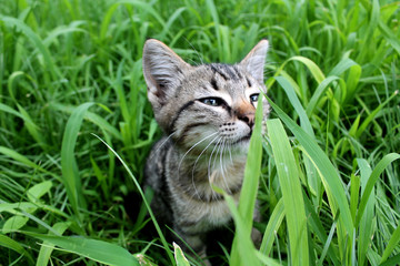 Naklejka na ściany i meble closeup striped kitten sniffs green grass, kitten on nature in green grass