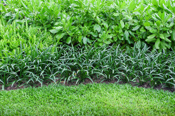 Lush landscaped garden with plants