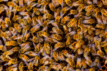 Bee farm, honeycomb, bees nesting in the farm.